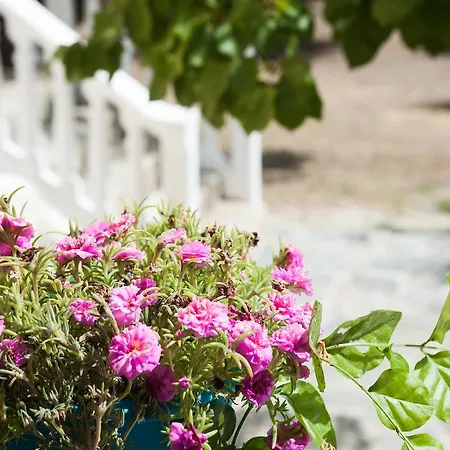 Areti Orfeas Daire Vasilikí