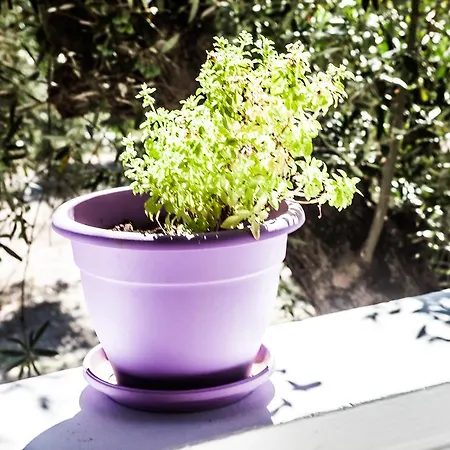 Areti Orfeas Vasilikí